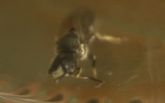 Hylaeus hyalinatus