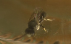 Hylaeus hyalinatus