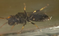 Hylaeus hyalinatus
