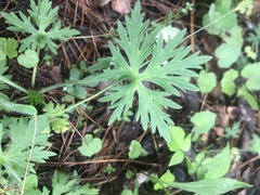 Ranunculus polyanthemos