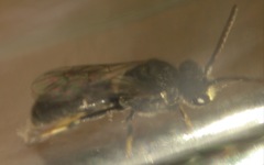 Hylaeus hyalinatus