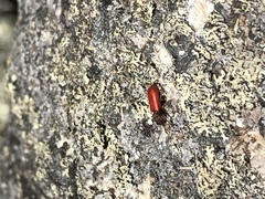 Zenodosus sanguineus