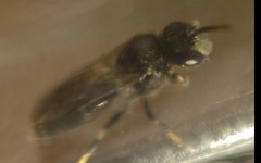 Hylaeus hyalinatus