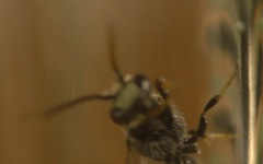 Hylaeus hyalinatus