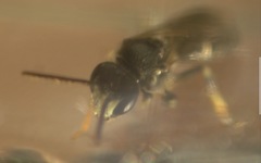 Hylaeus hyalinatus