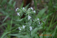 Anchusa ochroleuca