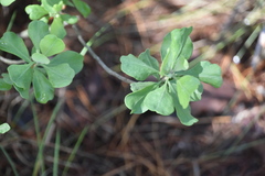 Garberia heterophylla image