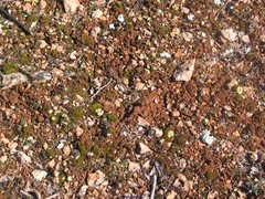 Gyalolechia desertorum