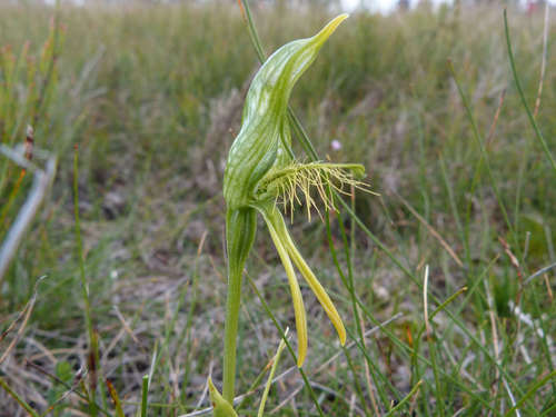 Image of Pterostylis plumosa by (c) Thomas Nataprawira, some rights reserved (CC BY)