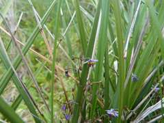 Dianella brevicaulis