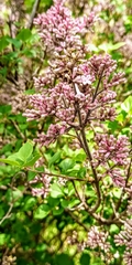 Syringa reticulata