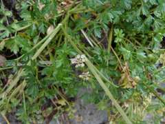 Apium prostratum filiforme