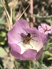 Nemognatha scutellaris