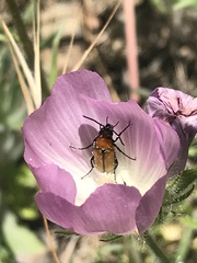 Nemognatha scutellaris