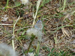 Polyommatus icarus