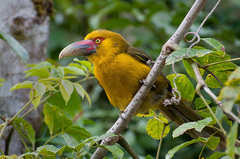 Saffron Toucanet photo 3