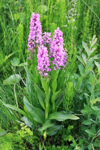 Broad-leaved Marsh Orchid