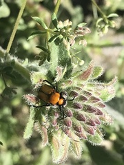 Nemognatha scutellaris