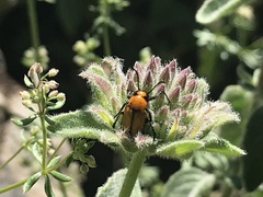Nemognatha scutellaris