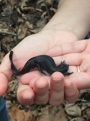 Ambystoma