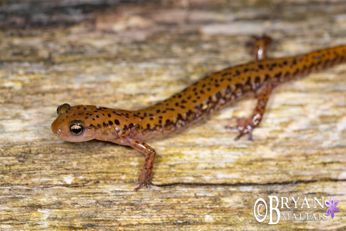 Dark-sided salamander