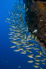 Lutjanus fulviflamma