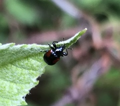 Synolabus bipustulatus