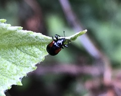 Synolabus bipustulatus