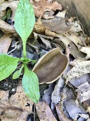 Helvella acetabulum