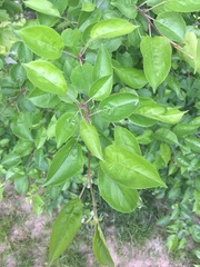 Podosphaera leucotricha