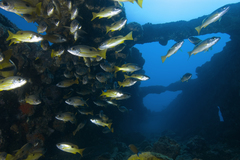 Lutjanus fulviflamma