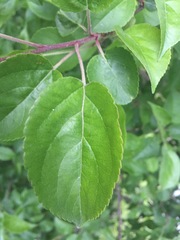 Podosphaera leucotricha