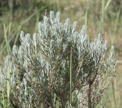 Artemisia cana