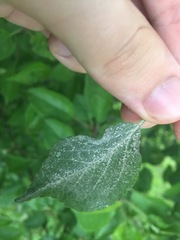 Podosphaera leucotricha