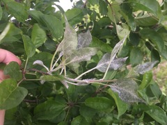 Podosphaera leucotricha