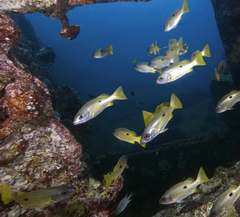 Lutjanus fulviflamma