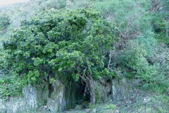 Alectryon excelsus excelsus