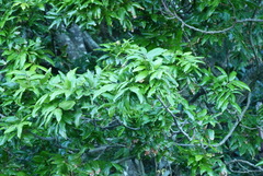 Alectryon excelsus excelsus