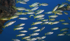 Lutjanus fulviflamma