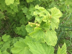 Ribes