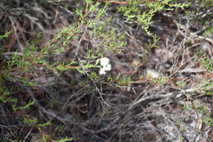Polygonum dentoceras