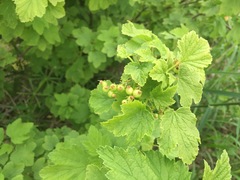 Ribes
