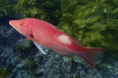 Bodianus unimaculatus