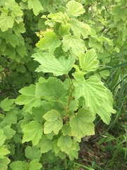 Ribes