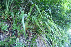 Phormium cookianum hookeri