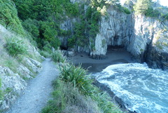 Phormium cookianum hookeri