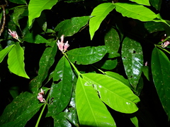 Tabernaemontana macrocalyx