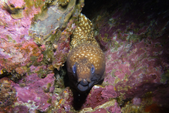 Gymnothorax prionodon