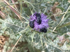 Oxythyrea noemi