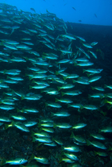 Lutjanus fulviflamma